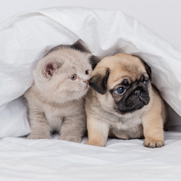 Animals Puzzles: Jigsaw Puzzle Game