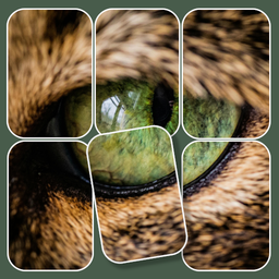 Assemble the Picture: Puzzle