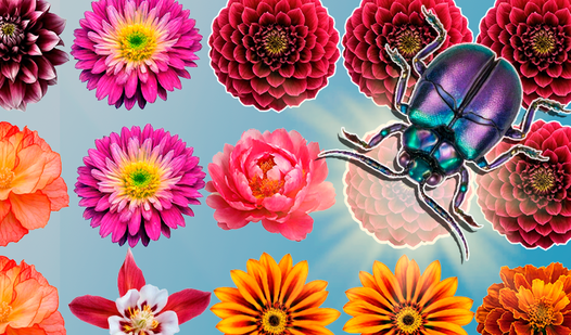 Bubble Pop Flowers: Petal Magic