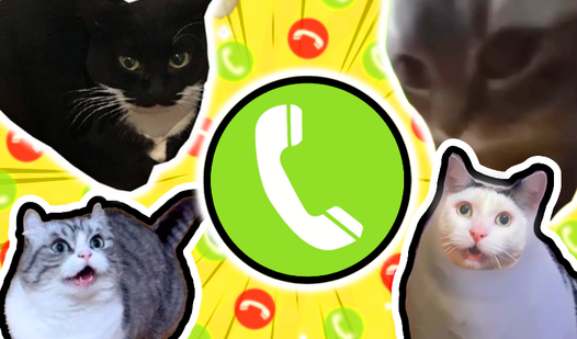Call Meme Cats