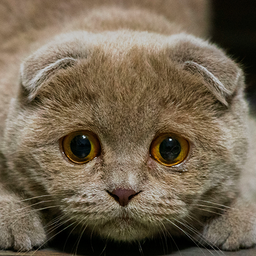 CatCollection: 48 Breeds
