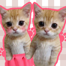 Pairs of Meme Cats