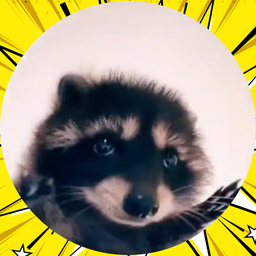 Pedro The Raccoon
