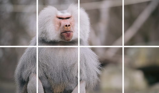 Picture Puzzle Animals