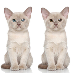 Spot Differs: Daily